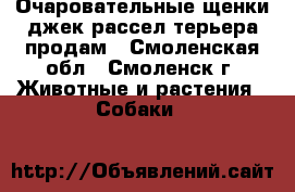Очаровательные щенки джек рассел терьера продам - Смоленская обл., Смоленск г. Животные и растения » Собаки   